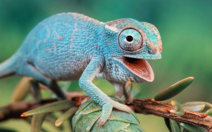 58ab54d3df342_1380311814hameleon71.jpg