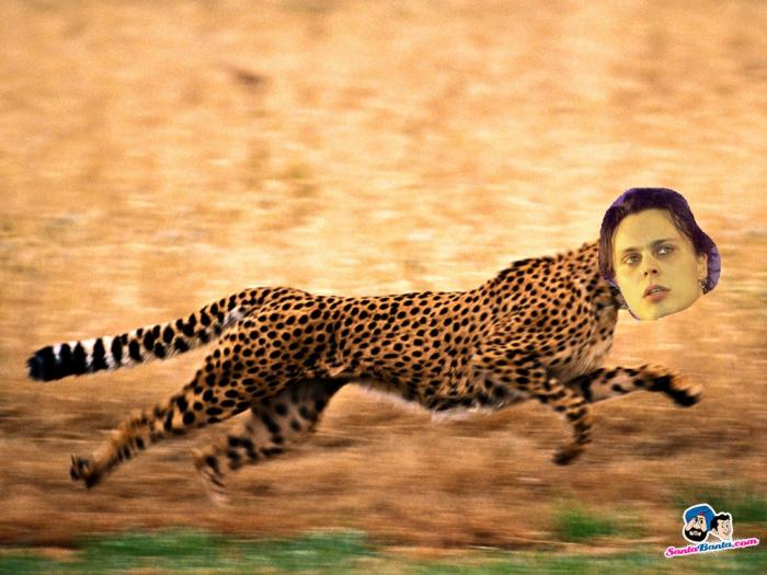 5a85ceae36a6b_cheetahwallpapers10.jpg